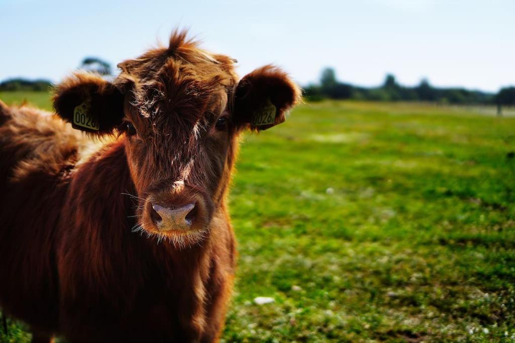 Gite De Charme A La Ferme - Duplex Landrévarzec Exteriör bild